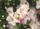 花 月