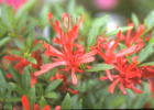 金 采