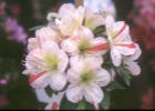 朝 桜
